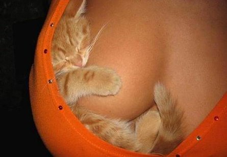 Nuevo Logo Firefox